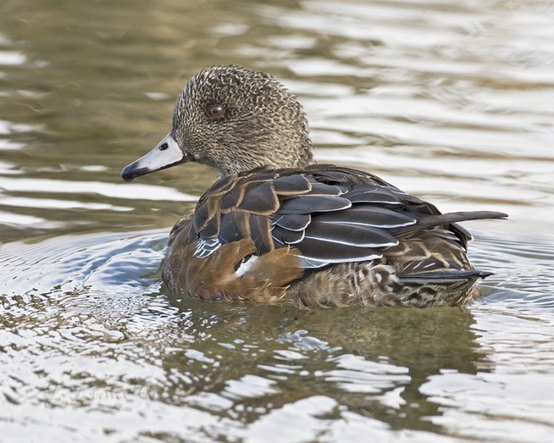 American Widgeon Female