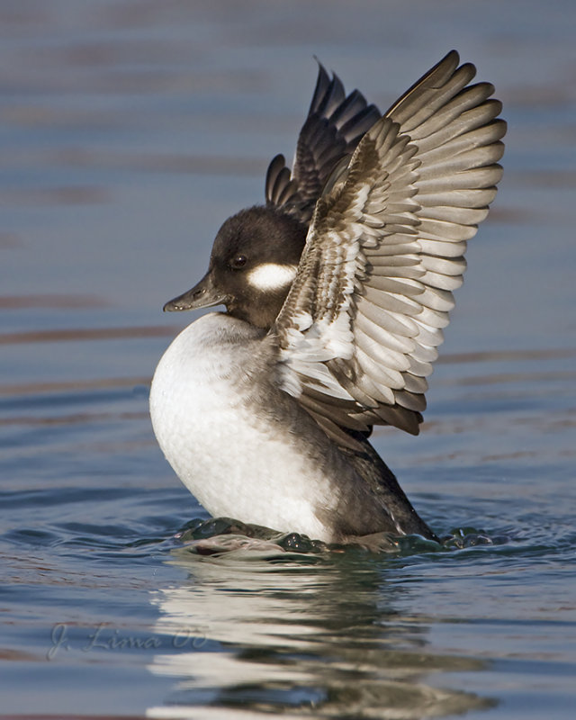 Bufflehead Female