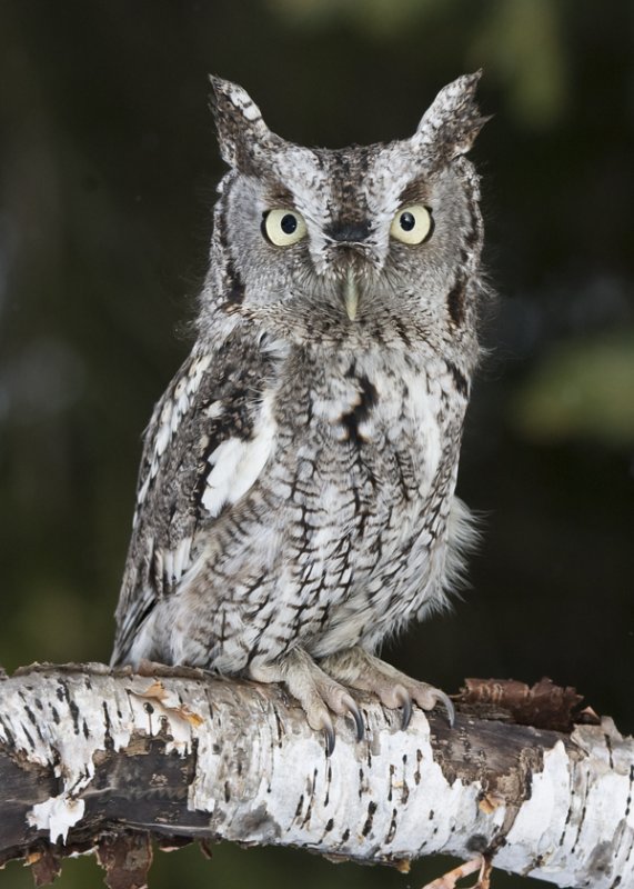Eastern Screech Owl (cap)