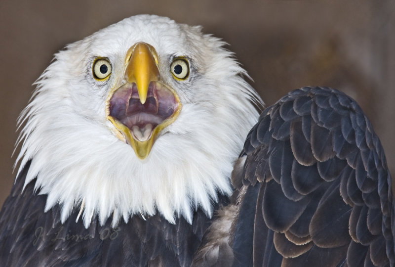 Bald Eagle (cap)