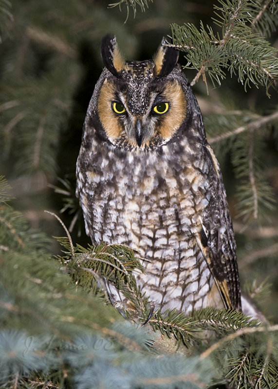 Long-eared Owl