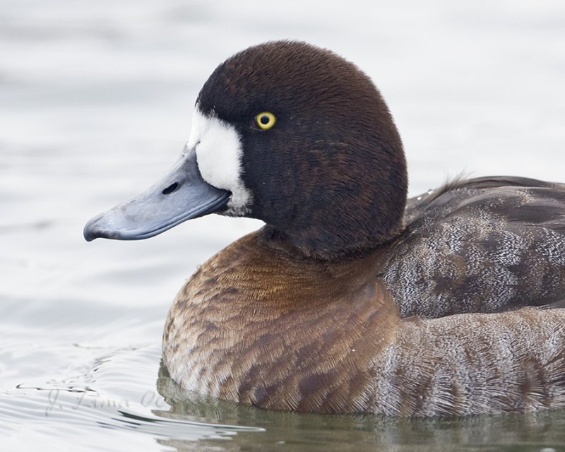 Female Scaup