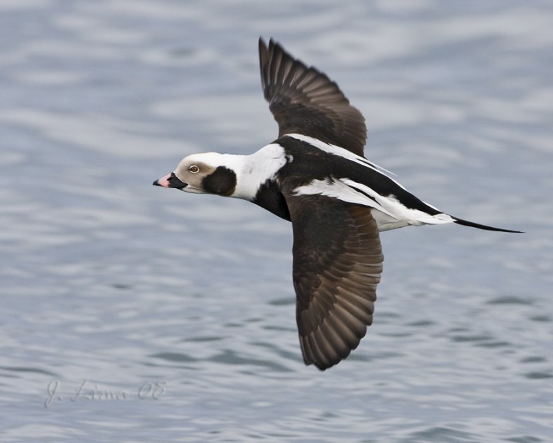 Male long-tailed Duck