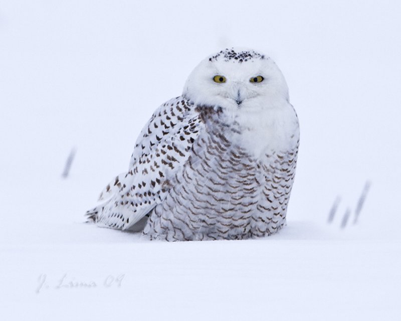 Snowy Owl