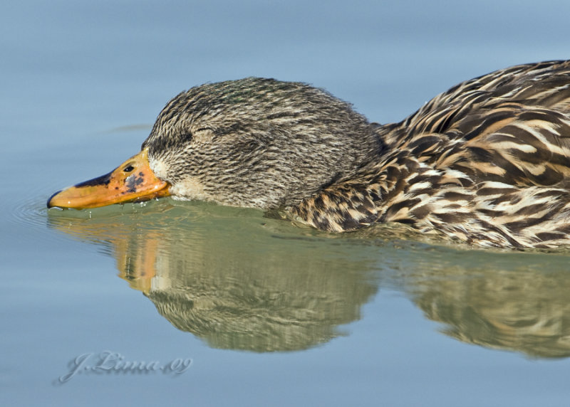 Female Mallard Duck