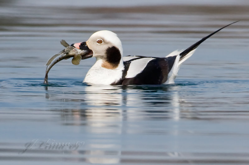 Male Long Tail