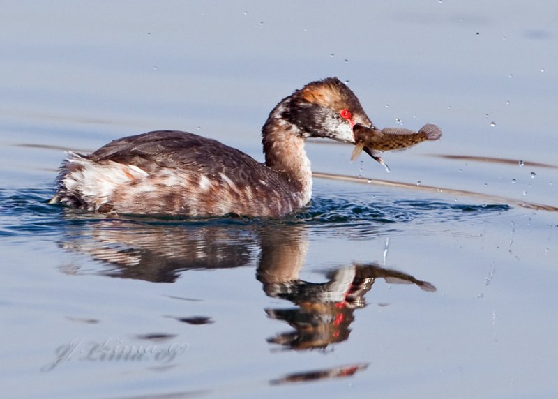 Horned Grebe With Breakfast