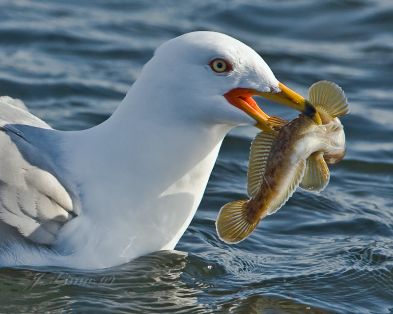 Portrait Of Ring-billed Gull With Fish