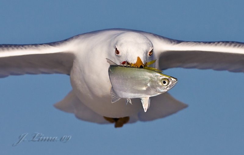 _MG_9302.jpg
