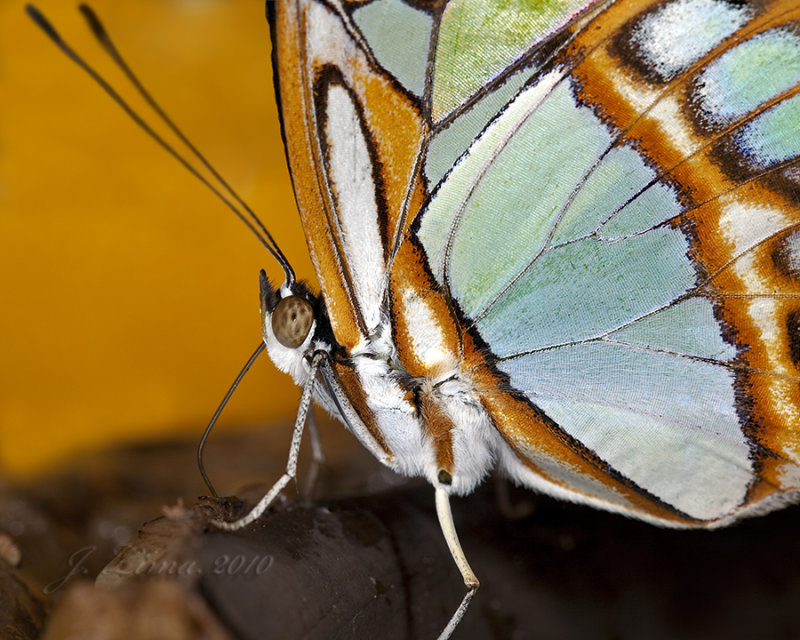 _MG_1835.jpg