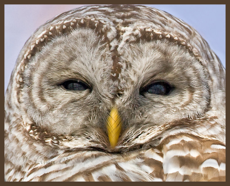 Barred Owl