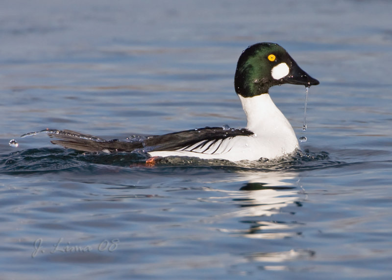 Goldeneye Male