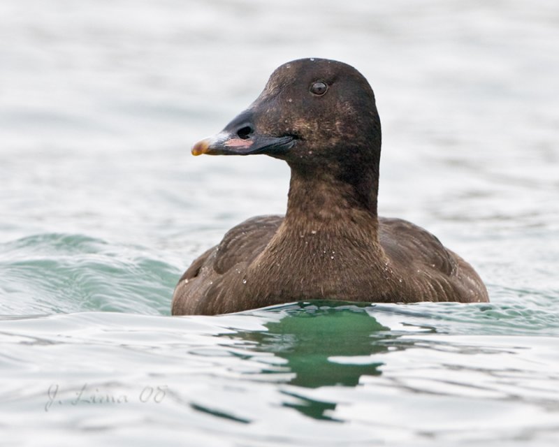 White-winged Scoter Female