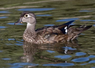 Female Wood Duck