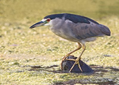 Black-crowned Night Heron