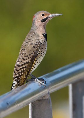 Northern Flicker Woodpecker