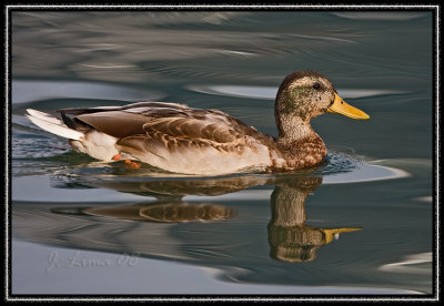 Framed Male Mallard