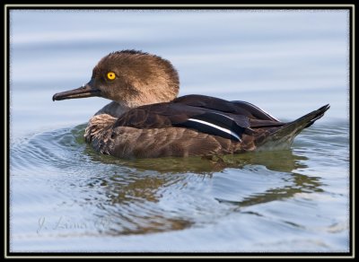 Framed Male Merganser