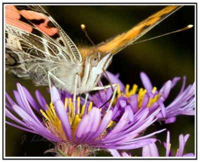 framed butterfly.jpg