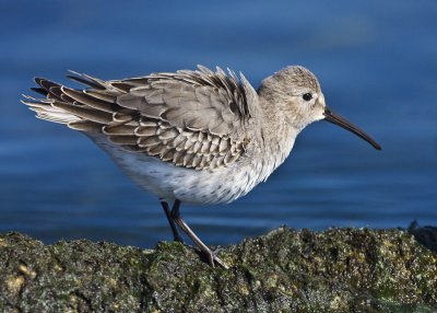 The Dunlin Sandpiper