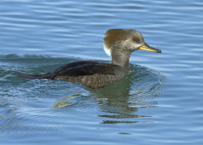 Hooded Merganser Female