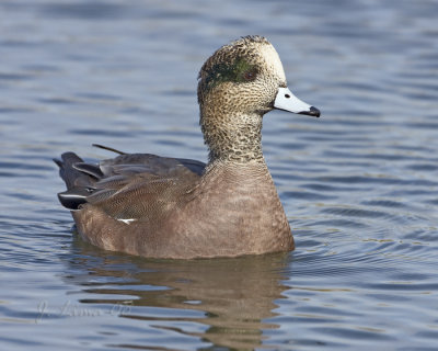 American Widgeon Male