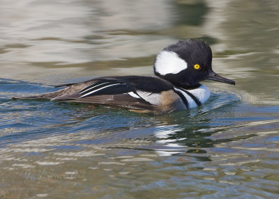 Hooded Merganser Male