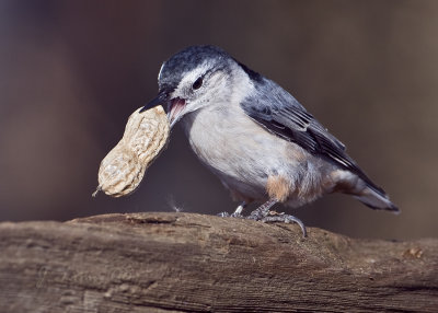 White-breasted Nuthatch