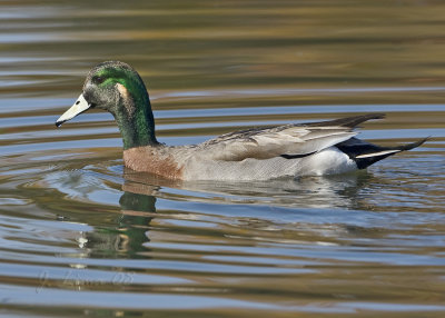Hybrid Duck (Malard+Widgeon?)