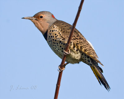 Northern Flicker