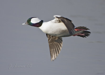 Bufflehead Male