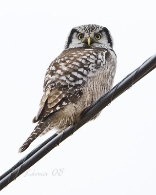 Northern Hawk Owl