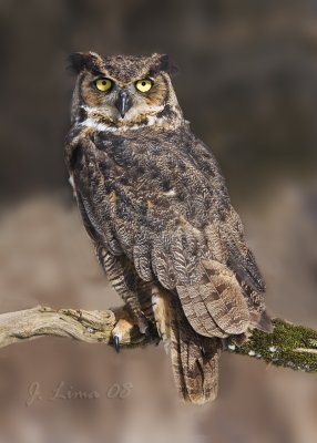 Great Horned Owl (cap)