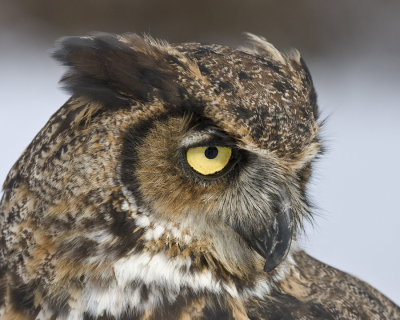 Great Horned Owl (cap)