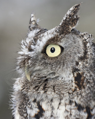 Eastern Screech Owl (cap)