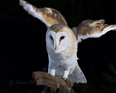 Barn Owl (cap)
