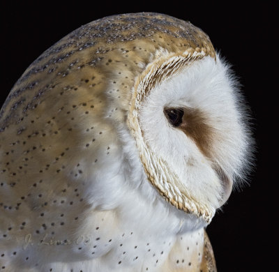 Barn Owl (cap)