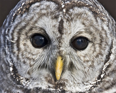 Barred Owl (cap)
