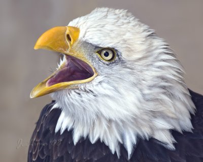 Bald Eagle (cap)