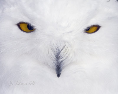Snowy Owl (cap)