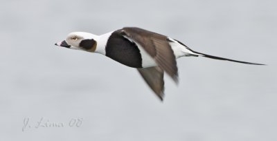 Male long-tailed Duck