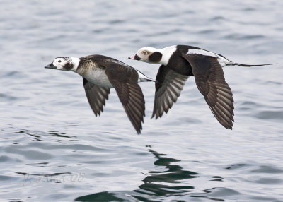 Long-tailed Duck Pair