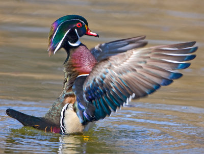 Wood Duck Male Flapping Wings