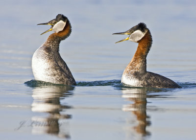 Red-necked Grebes Displaying