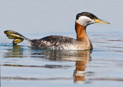 Red-necked Grebe Stretching