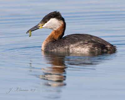 Red-necked Grebe With Worm