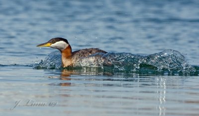Red-necked Grebe Fleeing