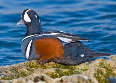 Harlequin Duck Male Ready To Flee