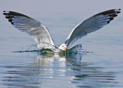 Ring-billed Gull Landing