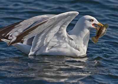 Ring-billed Gull With Fish